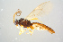  (Stenomacrus vafer - BC-ZSM-HYM-27568-F10)  @14 [ ] CreativeCommons - Attribution Non-Commercial Share-Alike (2016) SNSB, Staatliche Naturwissenschaftliche Sammlungen Bayerns ZSM (SNSB, Zoologische Staatssammlung Muenchen)