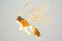  ( - BC-ZSM-HYM-27568-G01)  @13 [ ] CreativeCommons - Attribution Non-Commercial Share-Alike (2016) SNSB, Staatliche Naturwissenschaftliche Sammlungen Bayerns ZSM (SNSB, Zoologische Staatssammlung Muenchen)