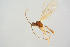  ( - BC-ZSM-HYM-27568-G04)  @12 [ ] CreativeCommons - Attribution Non-Commercial Share-Alike (2016) SNSB, Staatliche Naturwissenschaftliche Sammlungen Bayerns ZSM (SNSB, Zoologische Staatssammlung Muenchen)