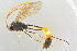  ( - BC-ZSM-HYM-27568-G11)  @11 [ ] CreativeCommons - Attribution Non-Commercial Share-Alike (2016) SNSB, Staatliche Naturwissenschaftliche Sammlungen Bayerns ZSM (SNSB, Zoologische Staatssammlung Muenchen)