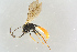  (Ctenochira pratensis - BC-ZSM-HYM-27568-H01)  @14 [ ] CreativeCommons - Attribution Non-Commercial Share-Alike (2016) SNSB, Staatliche Naturwissenschaftliche Sammlungen Bayerns ZSM (SNSB, Zoologische Staatssammlung Muenchen)