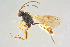  ( - BC-ZSM-HYM-27568-H06)  @13 [ ] CreativeCommons - Attribution Non-Commercial Share-Alike (2016) SNSB, Staatliche Naturwissenschaftliche Sammlungen Bayerns ZSM (SNSB, Zoologische Staatssammlung Muenchen)