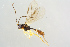  (Aniseres - BC-ZSM-HYM-27568-H10)  @14 [ ] CreativeCommons - Attribution Non-Commercial Share-Alike (2016) SNSB, Staatliche Naturwissenschaftliche Sammlungen Bayerns ZSM (SNSB, Zoologische Staatssammlung Muenchen)