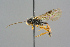  ( - BC-ZSM-HYM-27569-B01)  @11 [ ] CreativeCommons - Attribution Non-Commercial Share-Alike (2016) SNSB, Staatliche Naturwissenschaftliche Sammlungen Bayerns ZSM (SNSB, Zoologische Staatssammlung Muenchen)