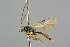  ( - BC-ZSM-HYM-27569-B02)  @13 [ ] CreativeCommons - Attribution Non-Commercial Share-Alike (2016) SNSB, Staatliche Naturwissenschaftliche Sammlungen Bayerns ZSM (SNSB, Zoologische Staatssammlung Muenchen)