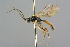  (Rhorus brunnifemur - BC-ZSM-HYM-27569-B03)  @13 [ ] CreativeCommons - Attribution Non-Commercial Share-Alike (2016) SNSB, Staatliche Naturwissenschaftliche Sammlungen Bayerns ZSM (SNSB, Zoologische Staatssammlung Muenchen)