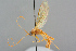  ( - BC-ZSM-HYM-27569-B07)  @11 [ ] CreativeCommons - Attribution Non-Commercial Share-Alike (2016) SNSB, Staatliche Naturwissenschaftliche Sammlungen Bayerns ZSM (SNSB, Zoologische Staatssammlung Muenchen)