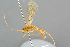  ( - BC-ZSM-HYM-27569-B08)  @11 [ ] CreativeCommons - Attribution Non-Commercial Share-Alike (2016) SNSB, Staatliche Naturwissenschaftliche Sammlungen Bayerns ZSM (SNSB, Zoologische Staatssammlung Muenchen)