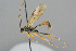  ( - BC-ZSM-HYM-27569-C04)  @15 [ ] CreativeCommons - Attribution Non-Commercial Share-Alike (2016) SNSB, Staatliche Naturwissenschaftliche Sammlungen Bayerns ZSM (SNSB, Zoologische Staatssammlung Muenchen)