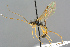  ( - BC-ZSM-HYM-27569-C10)  @11 [ ] CreativeCommons - Attribution Non-Commercial Share-Alike (2016) SNSB, Staatliche Naturwissenschaftliche Sammlungen Bayerns ZSM (SNSB, Zoologische Staatssammlung Muenchen)