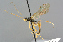  ( - BC-ZSM-HYM-27569-C11)  @11 [ ] CreativeCommons - Attribution Non-Commercial Share-Alike (2016) SNSB, Staatliche Naturwissenschaftliche Sammlungen Bayerns ZSM (SNSB, Zoologische Staatssammlung Muenchen)