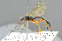  (Glypta exophthalmus - BC-ZSM-HYM-27569-H04)  @14 [ ] CreativeCommons - Attribution Non-Commercial Share-Alike (2016) SNSB, Staatliche Naturwissenschaftliche Sammlungen Bayerns ZSM (SNSB, Zoologische Staatssammlung Muenchen)