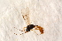  ( - BC-ZSM-HYM-27588-A10)  @13 [ ] CreativeCommons - Attribution Non-Commercial Share-Alike (2015) Unspecified SNSB, Zoologische Staatssammlung Muenchen