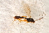  ( - BC-ZSM-HYM-27588-B09)  @12 [ ] CreativeCommons - Attribution Non-Commercial Share-Alike (2015) Unspecified SNSB, Zoologische Staatssammlung Muenchen