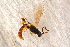  ( - BC-ZSM-HYM-27588-B10)  @12 [ ] CreativeCommons - Attribution Non-Commercial Share-Alike (2015) Unspecified SNSB, Zoologische Staatssammlung Muenchen