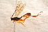  ( - BC-ZSM-HYM-27588-C02)  @12 [ ] CreativeCommons - Attribution Non-Commercial Share-Alike (2015) Unspecified SNSB, Zoologische Staatssammlung Muenchen