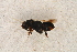  ( - BC-ZSM-HYM-27588-G10)  @12 [ ] CreativeCommons - Attribution Non-Commercial Share-Alike (2015) Unspecified SNSB, Zoologische Staatssammlung Muenchen