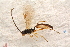  (Notosemus - BC-ZSM-HYM-27589-A06)  @14 [ ] CreativeCommons - Attribution Non-Commercial Share-Alike (2015) Unspecified SNSB, Zoologische Staatssammlung Muenchen