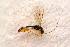  ( - BC-ZSM-HYM-27589-A07)  @12 [ ] CreativeCommons - Attribution Non-Commercial Share-Alike (2015) Unspecified SNSB, Zoologische Staatssammlung Muenchen