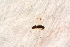  ( - BC-ZSM-HYM-27589-B01)  @12 [ ] CreativeCommons - Attribution Non-Commercial Share-Alike (2015) Unspecified SNSB, Zoologische Staatssammlung Muenchen