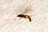  ( - BC-ZSM-HYM-27589-C01)  @12 [ ] CreativeCommons - Attribution Non-Commercial Share-Alike (2015) Unspecified SNSB, Zoologische Staatssammlung Muenchen