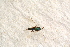  ( - BC-ZSM-HYM-27589-C02)  @12 [ ] CreativeCommons - Attribution Non-Commercial Share-Alike (2015) Unspecified SNSB, Zoologische Staatssammlung Muenchen