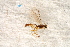  ( - BC-ZSM-HYM-27589-C03)  @13 [ ] CreativeCommons - Attribution Non-Commercial Share-Alike (2015) Unspecified SNSB, Zoologische Staatssammlung Muenchen