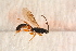  ( - BC-ZSM-HYM-27589-G02)  @12 [ ] CreativeCommons - Attribution Non-Commercial Share-Alike (2015) Unspecified SNSB, Zoologische Staatssammlung Muenchen