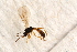  ( - BC-ZSM-HYM-27589-G08)  @12 [ ] CreativeCommons - Attribution Non-Commercial Share-Alike (2015) Unspecified SNSB, Zoologische Staatssammlung Muenchen