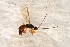 ( - BC-ZSM-HYM-27589-G09)  @13 [ ] CreativeCommons - Attribution Non-Commercial Share-Alike (2015) Unspecified SNSB, Zoologische Staatssammlung Muenchen