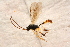  (Theroscopus - BC-ZSM-HYM-27589-G11)  @14 [ ] CreativeCommons - Attribution Non-Commercial Share-Alike (2015) Unspecified SNSB, Zoologische Staatssammlung Muenchen