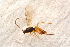  ( - BC-ZSM-HYM-27589-H06)  @12 [ ] CreativeCommons - Attribution Non-Commercial Share-Alike (2015) Unspecified SNSB, Zoologische Staatssammlung Muenchen