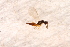  ( - BC-ZSM-HYM-27590-A02)  @12 [ ] CreativeCommons - Attribution Non-Commercial Share-Alike (2015) Unspecified SNSB, Zoologische Staatssammlung Muenchen
