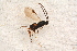 ( - BC-ZSM-HYM-27590-C03)  @12 [ ] CreativeCommons - Attribution Non-Commercial Share-Alike (2015) Unspecified SNSB, Zoologische Staatssammlung Muenchen