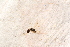  ( - BC-ZSM-HYM-27590-F08)  @12 [ ] CreativeCommons - Attribution Non-Commercial Share-Alike (2015) Unspecified SNSB, Zoologische Staatssammlung Muenchen