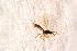  ( - BC-ZSM-HYM-27590-H03)  @12 [ ] CreativeCommons - Attribution Non-Commercial Share-Alike (2015) Unspecified SNSB, Zoologische Staatssammlung Muenchen