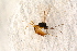  ( - BC-ZSM-HYM-27590-H09)  @13 [ ] CreativeCommons - Attribution Non-Commercial Share-Alike (2015) Unspecified SNSB, Zoologische Staatssammlung Muenchen