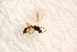  ( - BC-ZSM-HYM-27591-B04)  @12 [ ] CreativeCommons - Attribution Non-Commercial Share-Alike (2015) Unspecified SNSB, Zoologische Staatssammlung Muenchen