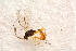  (Probles montanus - BC-ZSM-HYM-27591-B10)  @13 [ ] CreativeCommons - Attribution Non-Commercial Share-Alike (2015) Unspecified SNSB, Zoologische Staatssammlung Muenchen