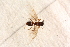  ( - BC-ZSM-HYM-27591-D12)  @12 [ ] CreativeCommons - Attribution Non-Commercial Share-Alike (2015) Unspecified SNSB, Zoologische Staatssammlung Muenchen