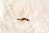  ( - BC-ZSM-HYM-27591-E11)  @12 [ ] CreativeCommons - Attribution Non-Commercial Share-Alike (2015) Unspecified SNSB, Zoologische Staatssammlung Muenchen