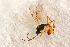  ( - BC-ZSM-HYM-27591-F04)  @12 [ ] CreativeCommons - Attribution Non-Commercial Share-Alike (2015) Unspecified SNSB, Zoologische Staatssammlung Muenchen