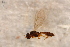  ( - BC-ZSM-HYM-27595-A01)  @12 [ ] CreativeCommons - Attribution Non-Commercial Share-Alike (2015) Unspecified SNSB, Zoologische Staatssammlung Muenchen
