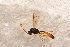  ( - BC-ZSM-HYM-27595-D04)  @13 [ ] CreativeCommons - Attribution Non-Commercial Share-Alike (2015) Unspecified SNSB, Zoologische Staatssammlung Muenchen