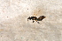  ( - BC-ZSM-HYM-27595-F02)  @12 [ ] CreativeCommons - Attribution Non-Commercial Share-Alike (2015) Unspecified SNSB, Zoologische Staatssammlung Muenchen