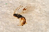  ( - BC-ZSM-HYM-27595-H09)  @12 [ ] CreativeCommons - Attribution Non-Commercial Share-Alike (2015) Unspecified SNSB, Zoologische Staatssammlung Muenchen