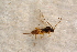  ( - BC-ZSM-HYM-27596-E11)  @12 [ ] CreativeCommons - Attribution Non-Commercial Share-Alike (2015) Unspecified SNSB, Zoologische Staatssammlung Muenchen