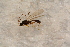  ( - BC-ZSM-HYM-27596-F08)  @13 [ ] CreativeCommons - Attribution Non-Commercial Share-Alike (2015) Unspecified SNSB, Zoologische Staatssammlung Muenchen