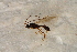  ( - BC-ZSM-HYM-27596-G01)  @13 [ ] CreativeCommons - Attribution Non-Commercial Share-Alike (2015) Unspecified SNSB, Zoologische Staatssammlung Muenchen