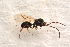  ( - BC-ZSM-HYM-27596-H06)  @12 [ ] CreativeCommons - Attribution Non-Commercial Share-Alike (2015) Unspecified SNSB, Zoologische Staatssammlung Muenchen